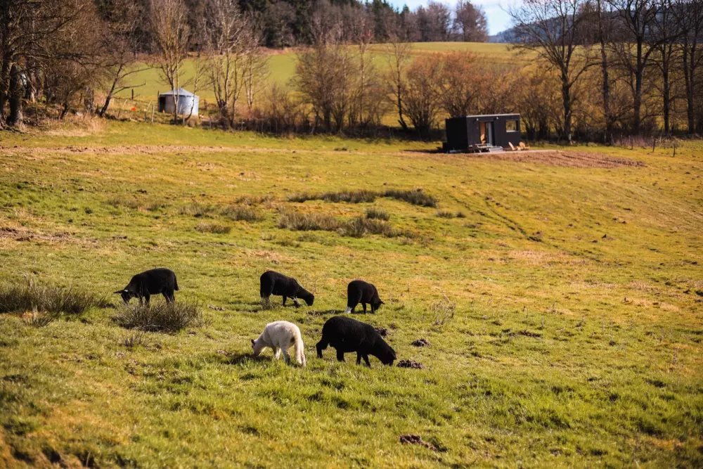 Pea - Parcel Tiny House