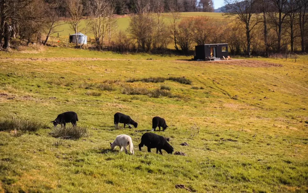 Pea - Parcel Tiny House