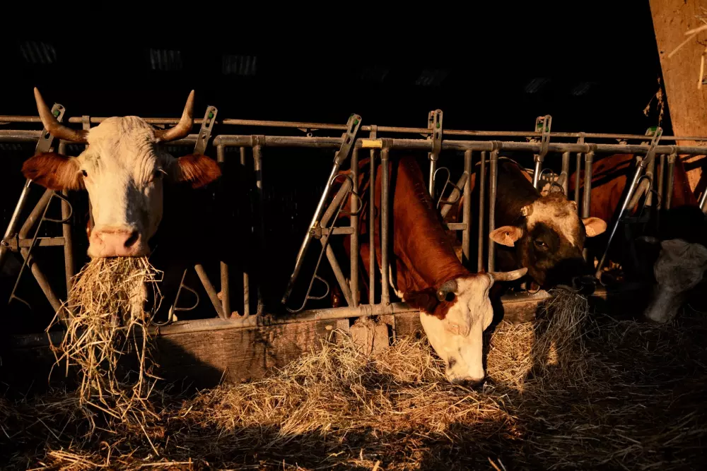 Saint Colombe - Parcel Tiny House