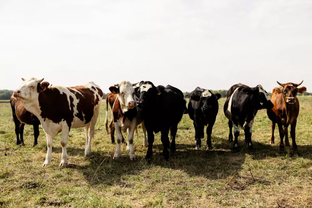 Saint Colombe - Parcel Tiny House