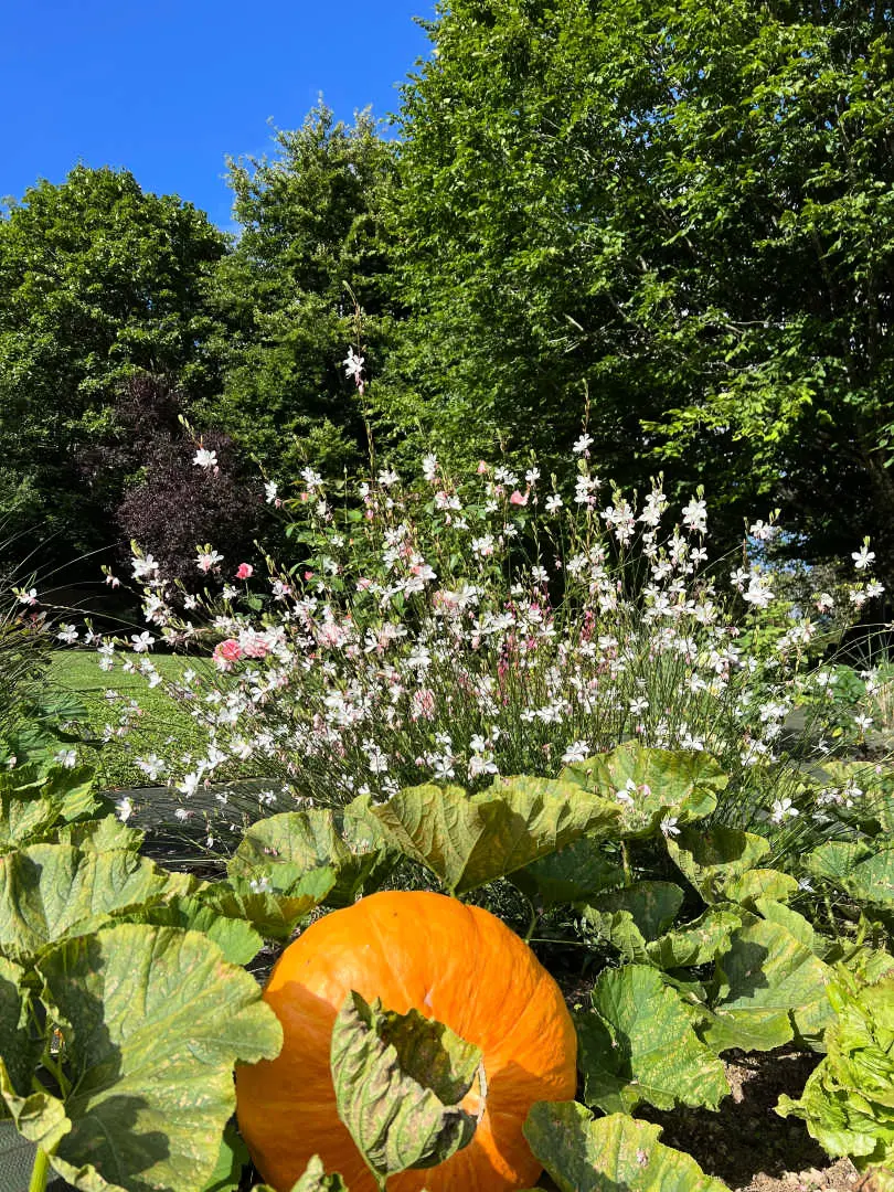 Gîte de France Die Bögen des Sees 4 Ohren