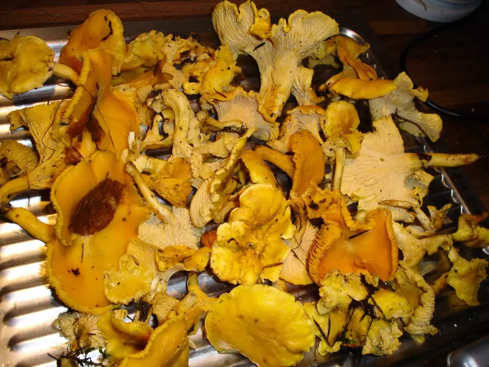 Ushuaïa Villages - Camping du Sabot 3 Gwiazdy★★★