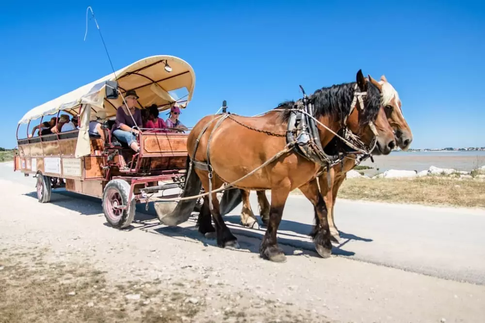 Blomster Camping L'Abri-Côtier Tæt på