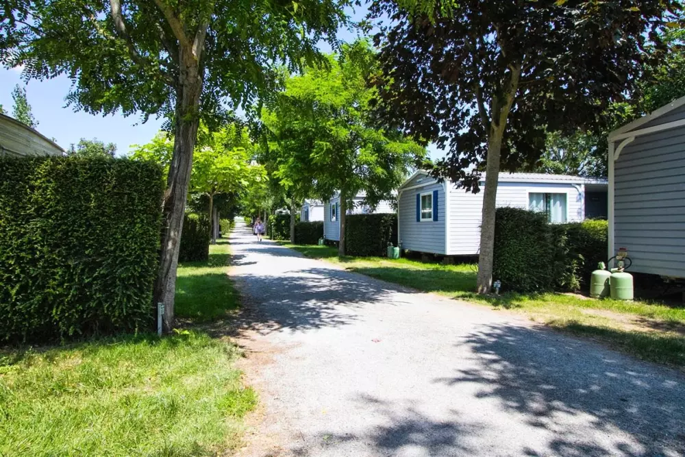 Blomster Camping L'Abri-Côtier Tæt på