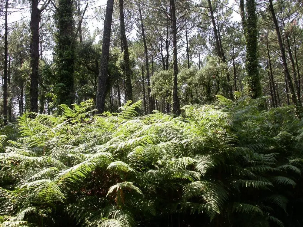 Camping les Pins du Soleil4 Stars★★★★