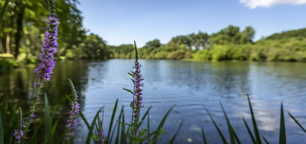 Campsite maeva Getaways l'Etang d'Ardy 3 Stars★★★