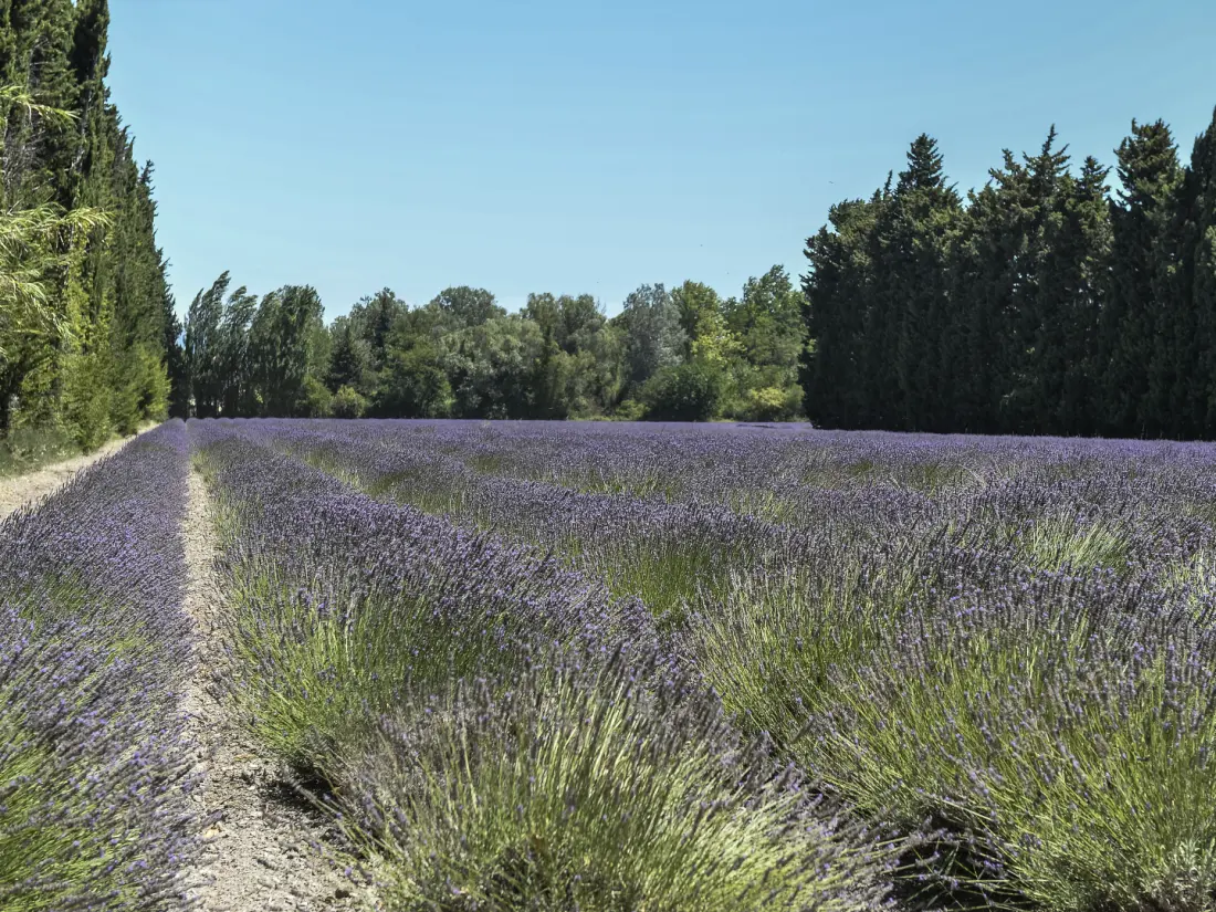 Residence Vacanceole Sun Hols - Les Rives du Lac
