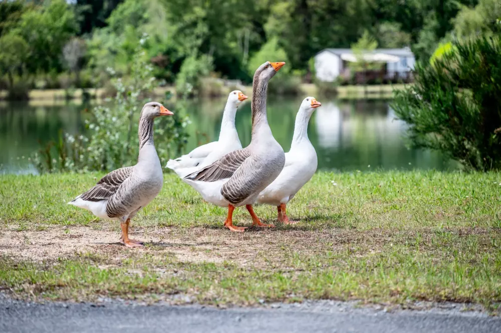 Camping maeva Escapades Les Étangs Mina 3 Sterren★★★