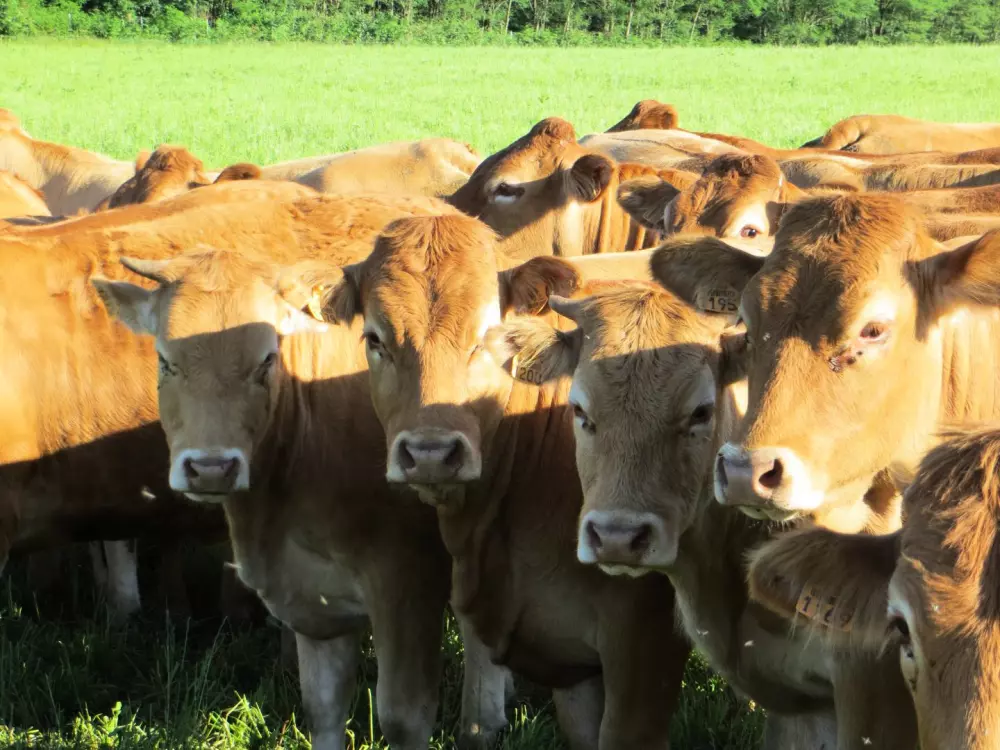 Gîte de France Gîte de chabanne 4 épis