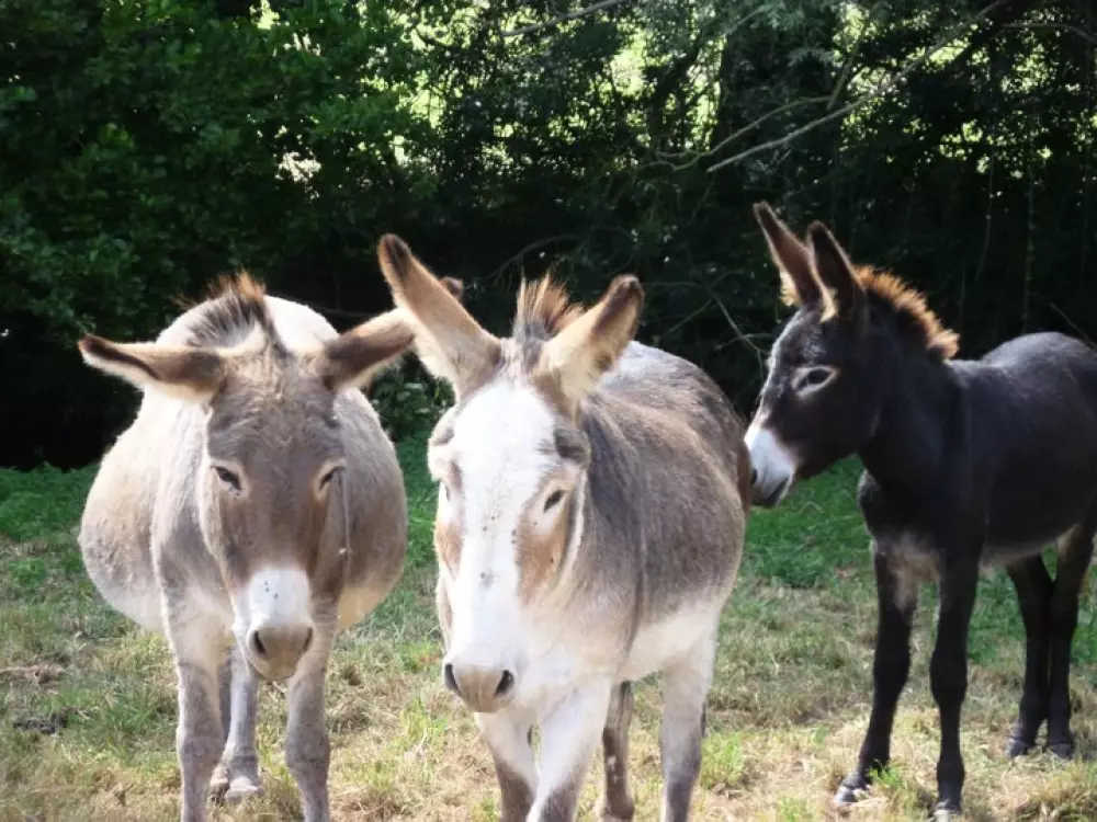 Camping Les Rulières 3 Csillagok★★★