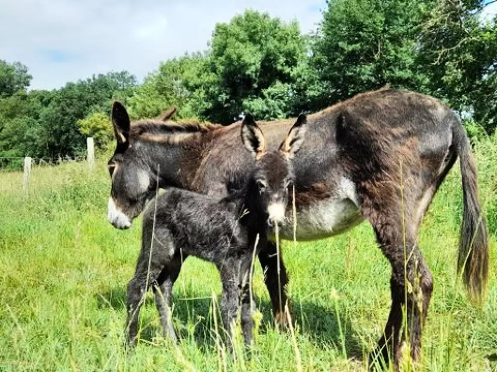 Camping Les Rulières 3 Csillagok★★★