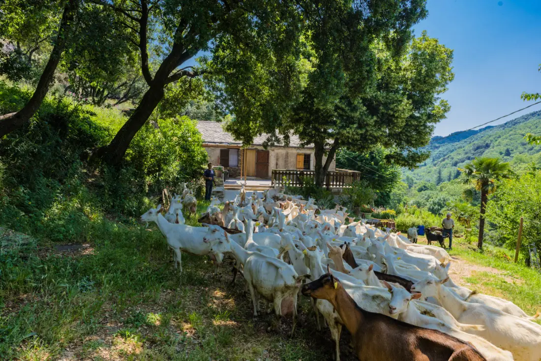Gîte de France Gîtes de France 4/6 Personen in campéménard 2 Ähren
