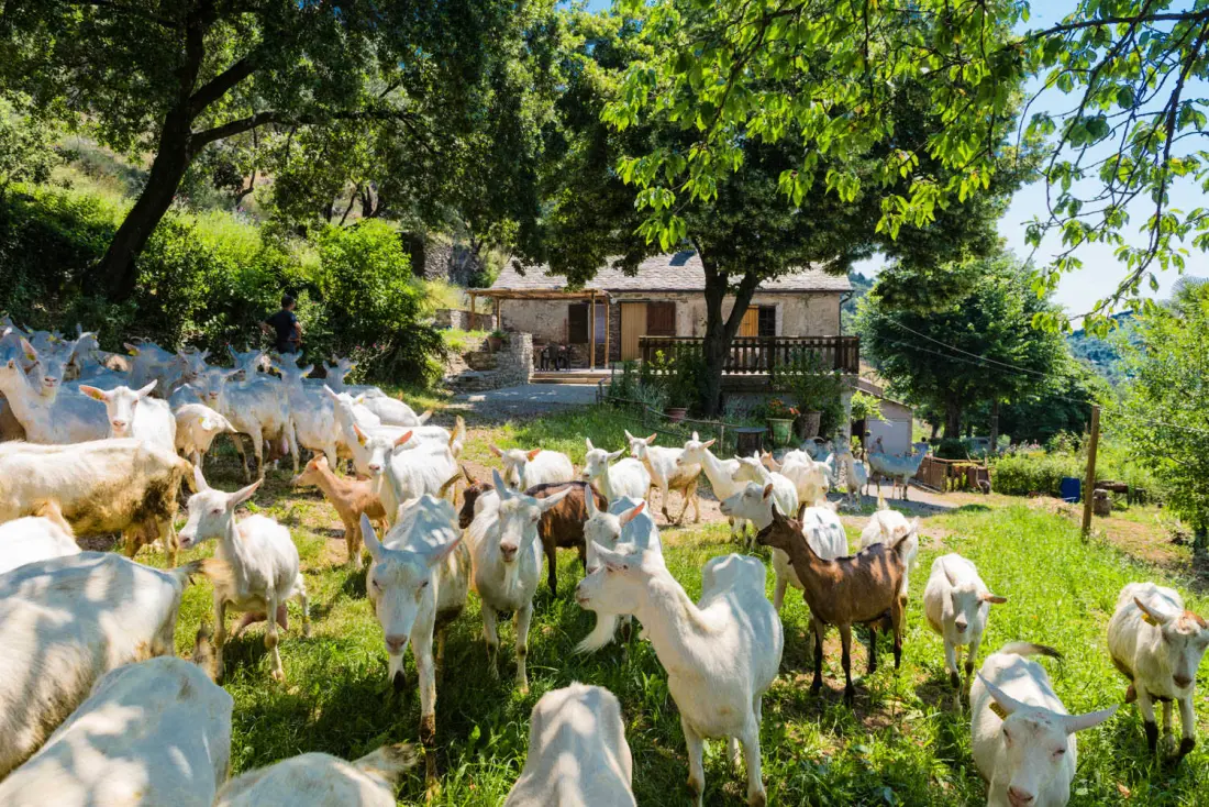 Gîte de France Gîtes de France 4/6 Personen in campéménard 2 Ähren