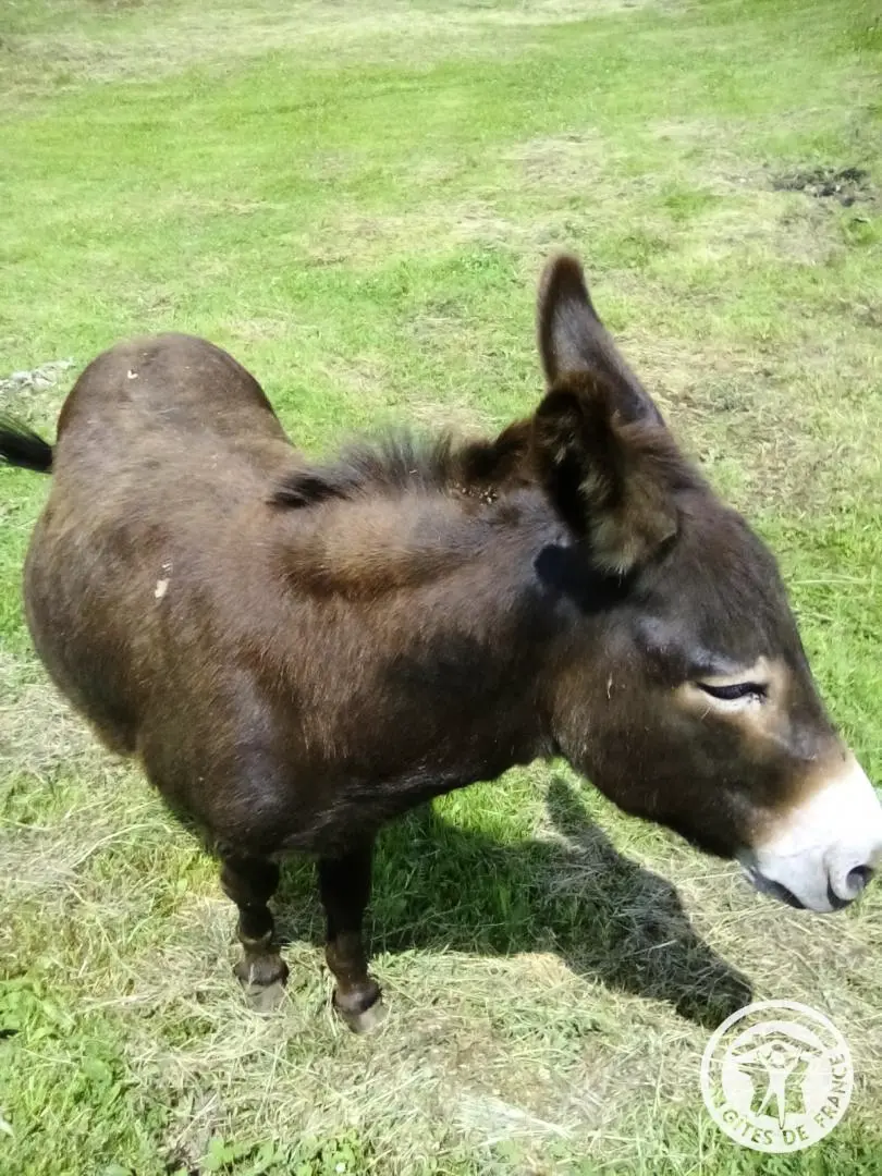 Gîte de France De walnoot 2 oren