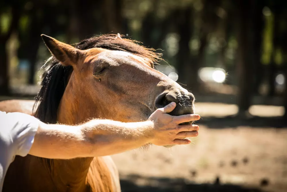 Campingpladser Le Sainte Marie Hoteller i nærheden af Beach