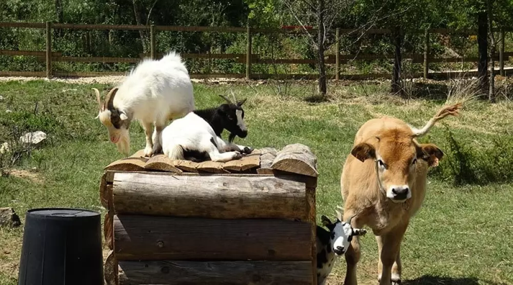 BLACHAS Domena 3 Gwiazdy★★★ 3 Gwiazdy★★★ 3 Gwiazdy★★★