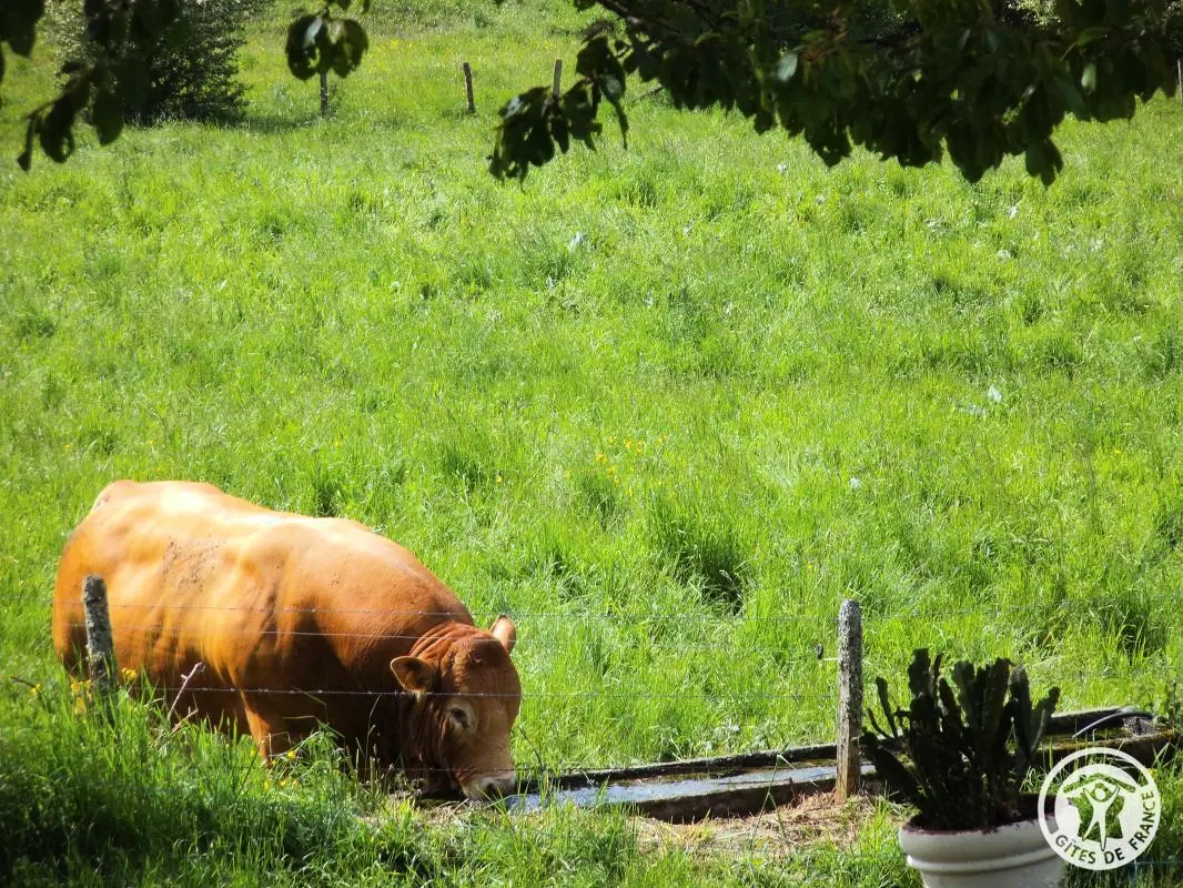 Gîte de France Chez dédé en léa 3 oren