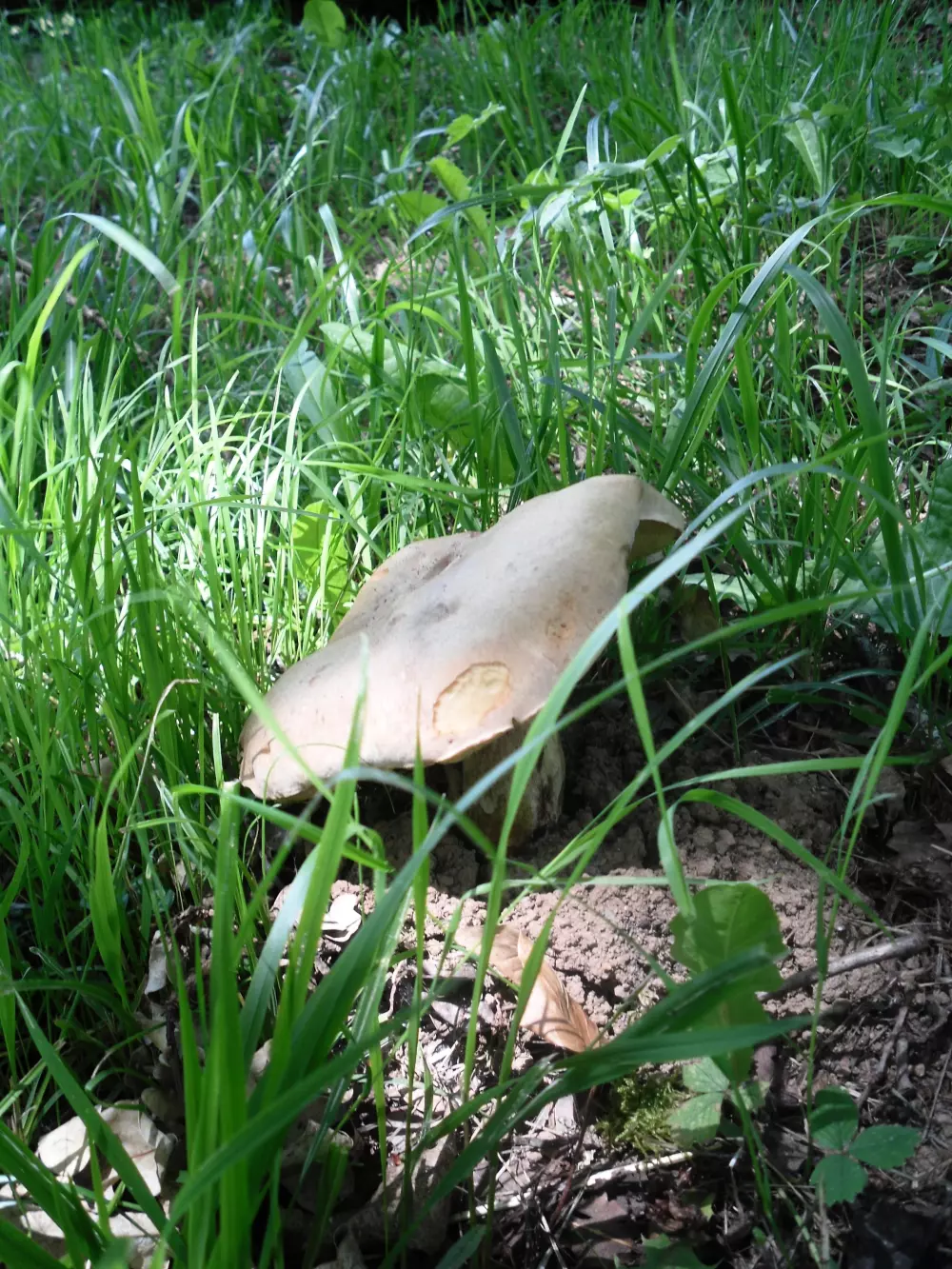 Les Chalets de la Gazonne 2 Sterne★★