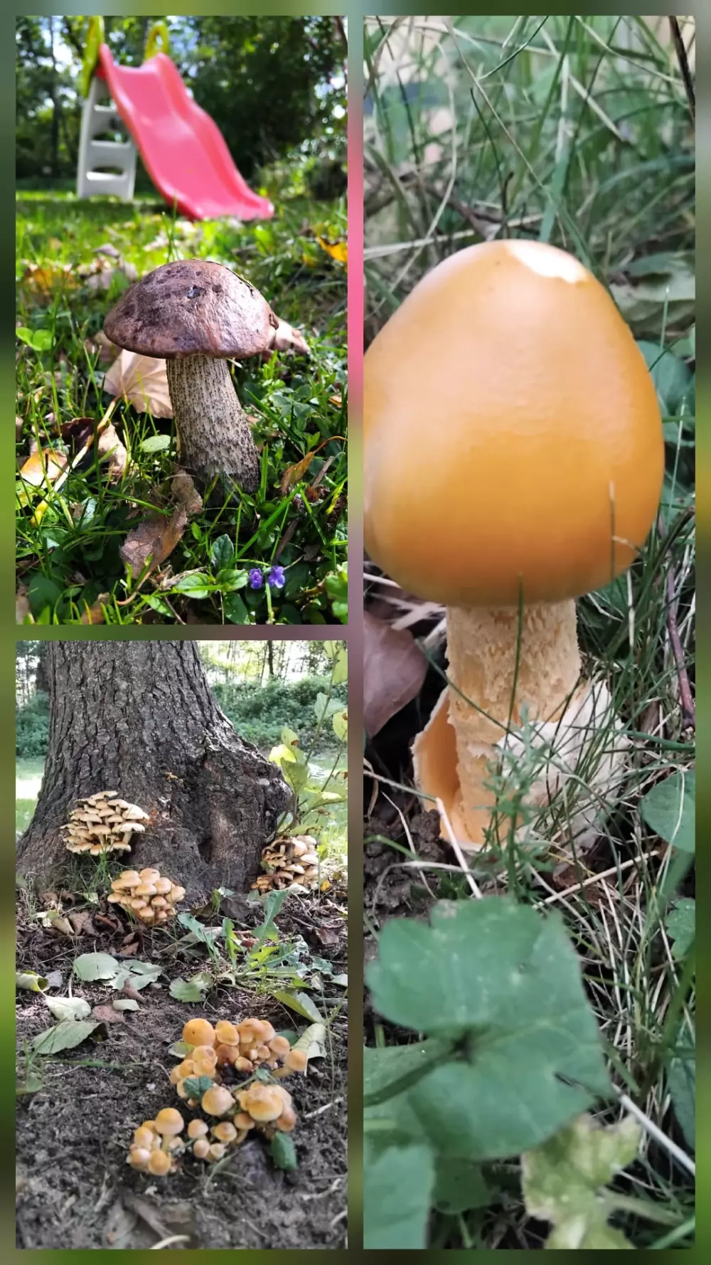 Camping del Agua Madre 3 Estrellas★★★