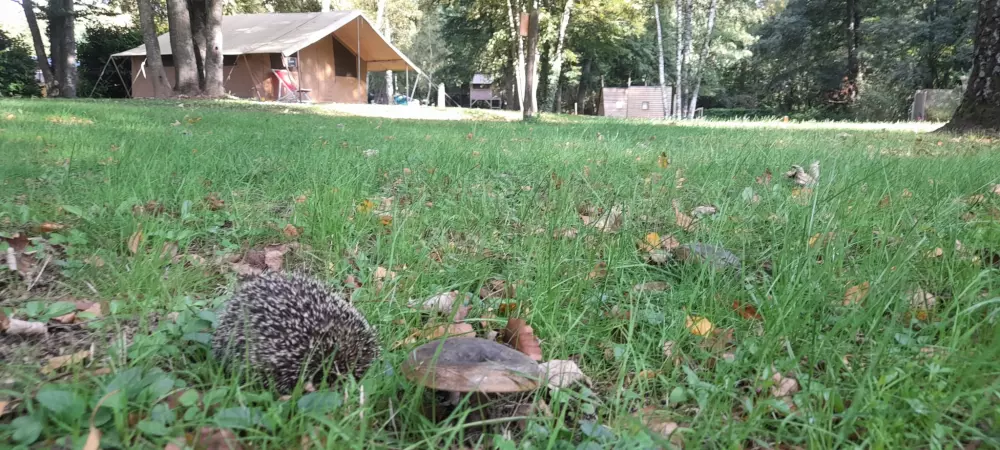 Camping del Agua Madre 3 Estrellas★★★