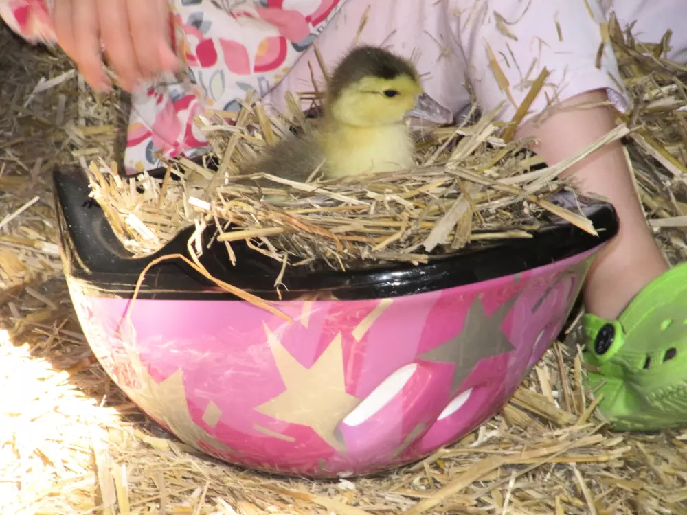 Kempingi Ferme Pedagogique de Prunay 4 Gwiazdy★★★★ 4 Gwiazdy★★★★ 4 Gwiazdy★★★★ 4 Gwiazdy★★★★