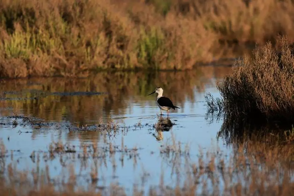 Camping Bleu Marine 4 Estrellas★★★★