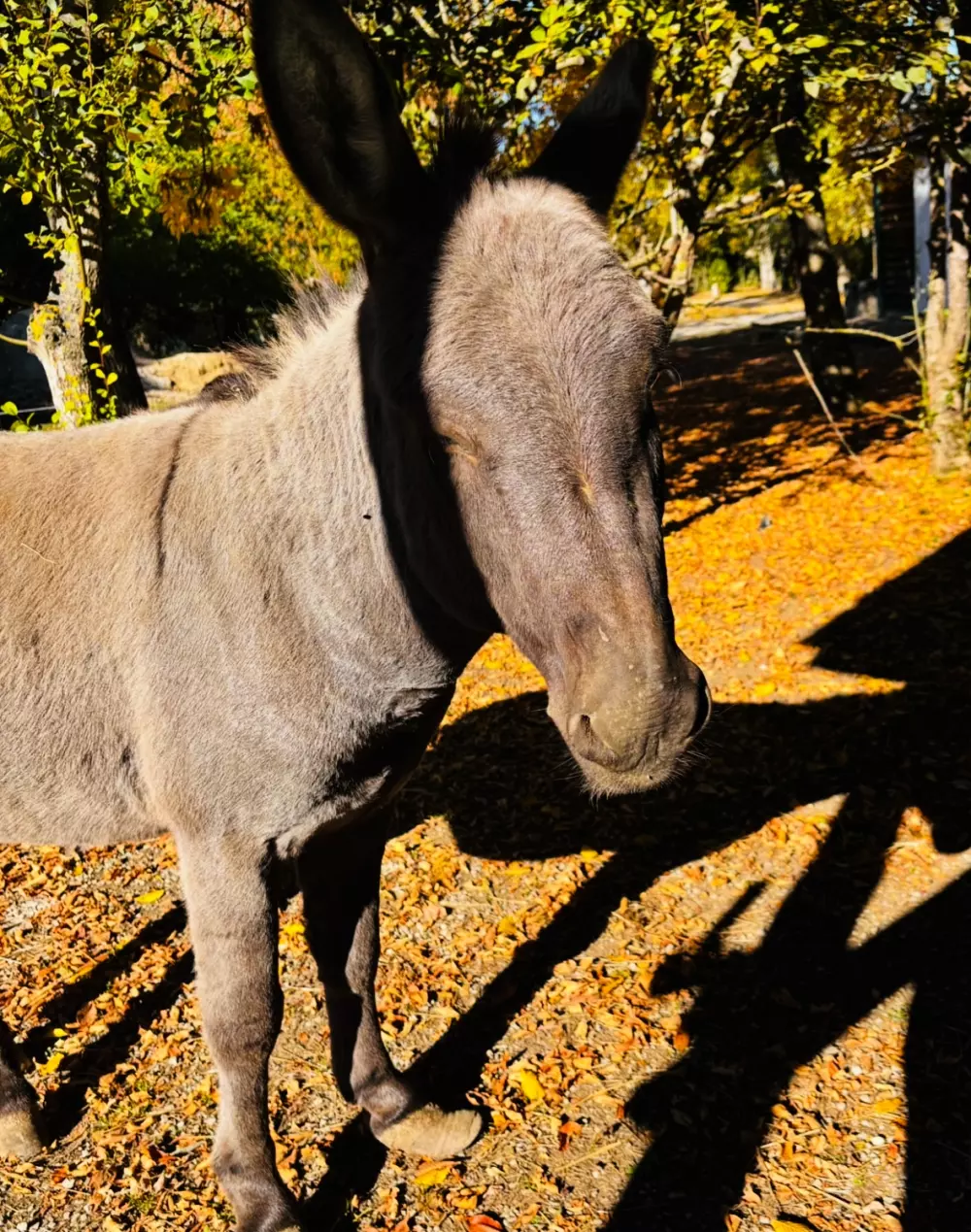 Campingplatz Le Plô 3 Sterne★★★