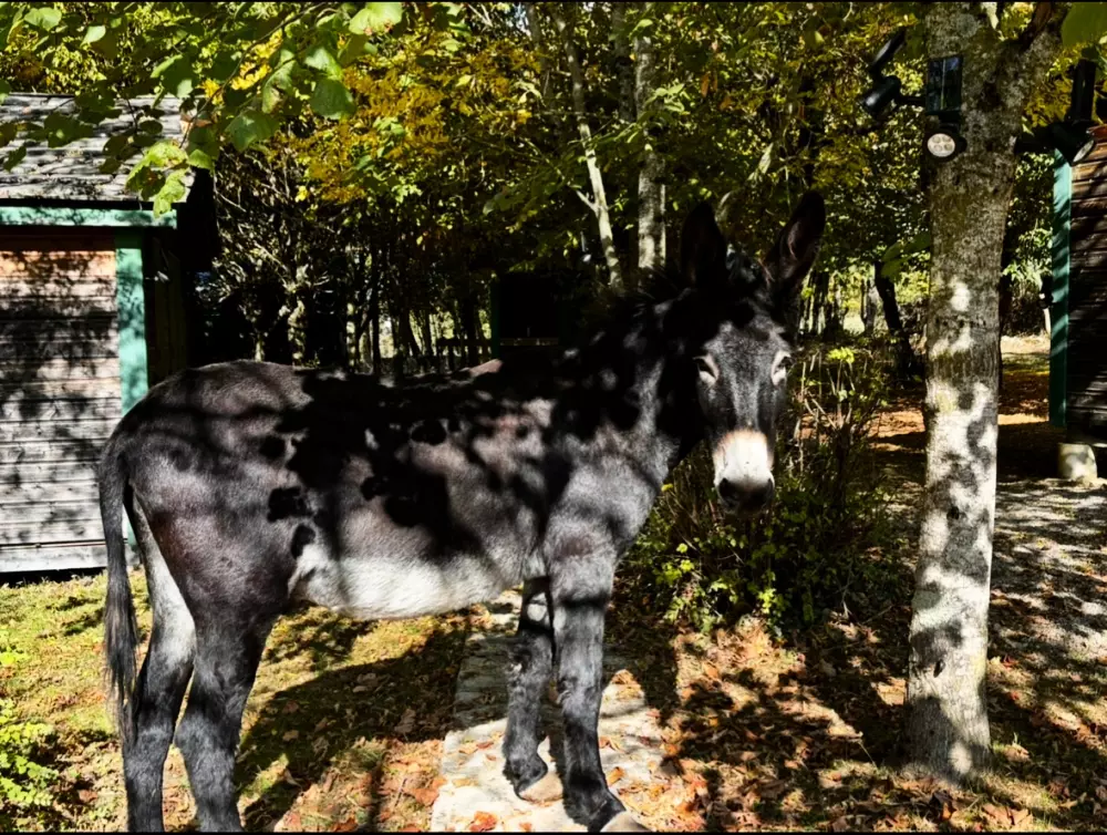 Campingplatz Le Plô 3 Sterne★★★