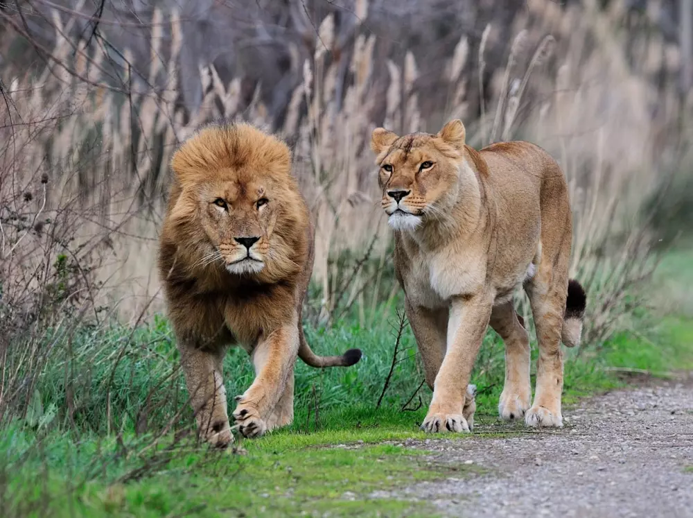 Campingplads La Grange Neuvebæk