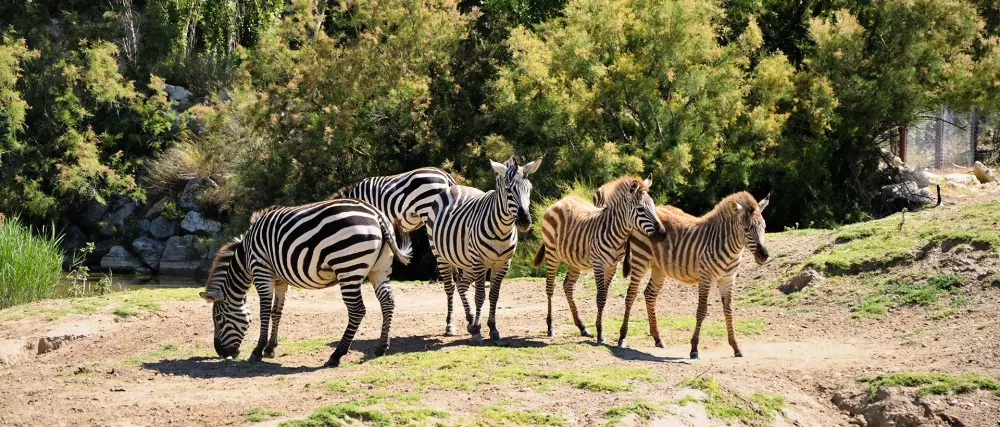 Campingplads La Grange Neuvebæk