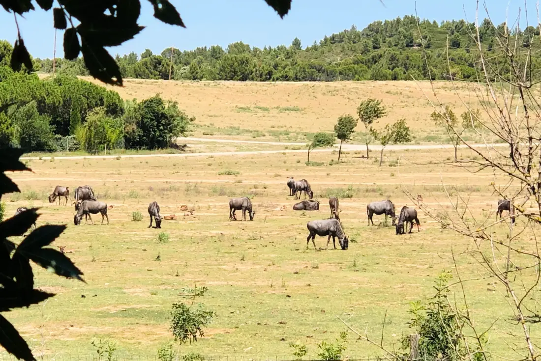 Campsite La Grange Neuve - A Sigean afrikai tartalékával szemben 3 Csillagok★★★