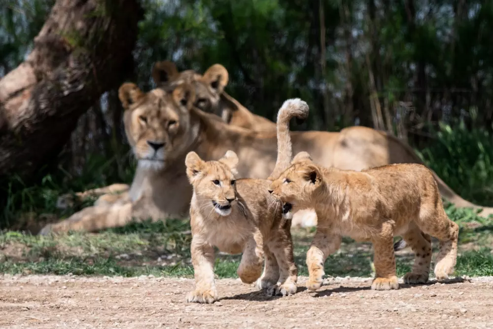 Campingplads La Grange Neuvebæk