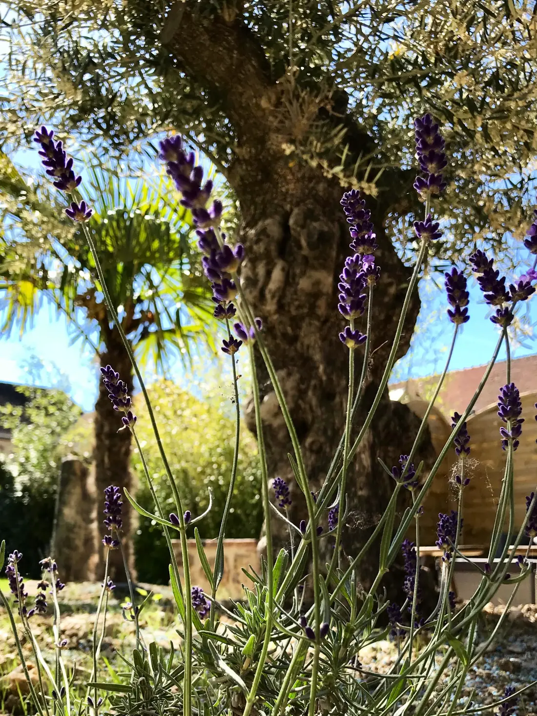 Gîte de France Der weiße Mann 4 Ohren