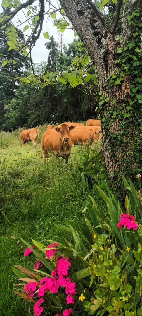 Gîte de France De onderzoeker 3 oren