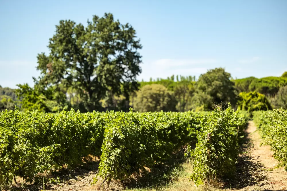 Campingplatz Le Domaine de Massereau