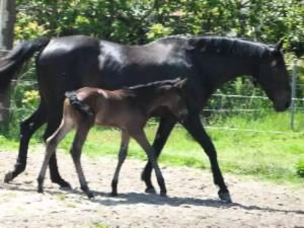 Camping des Pins - Soulac 4 Sterren★★★★