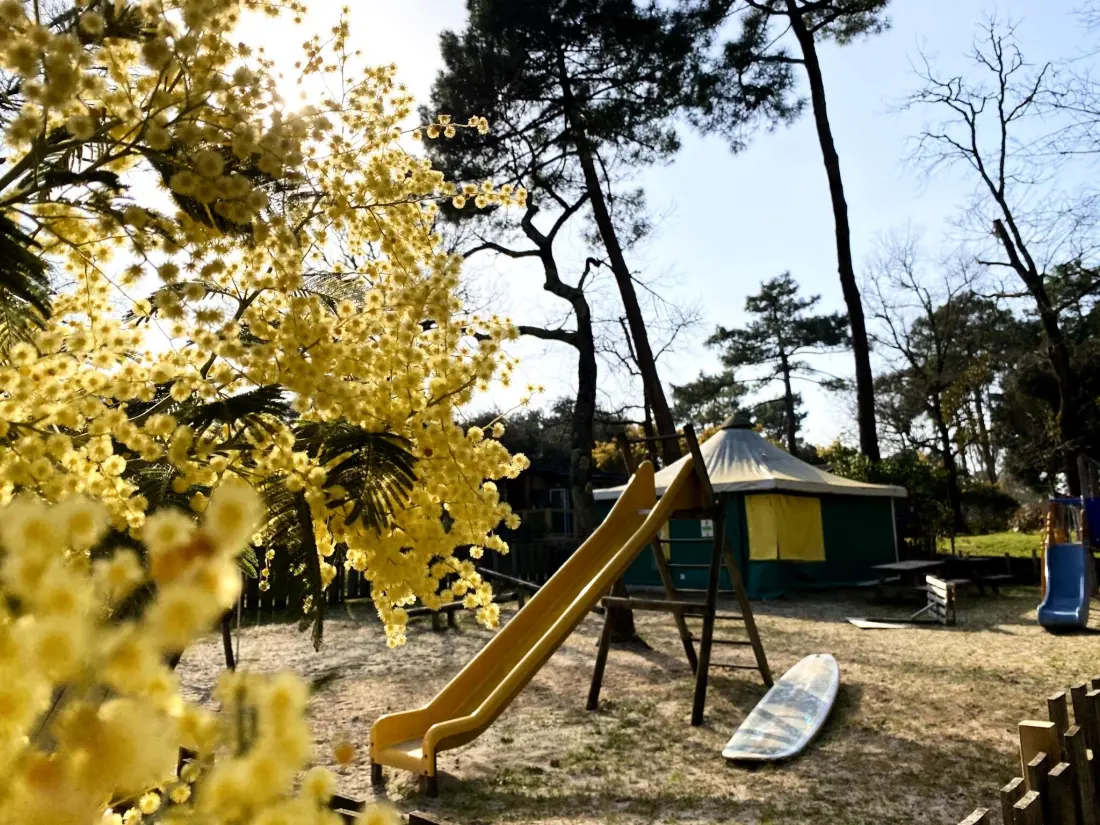 Nicoll's Camp/Pins 4 Estrellas★★★★