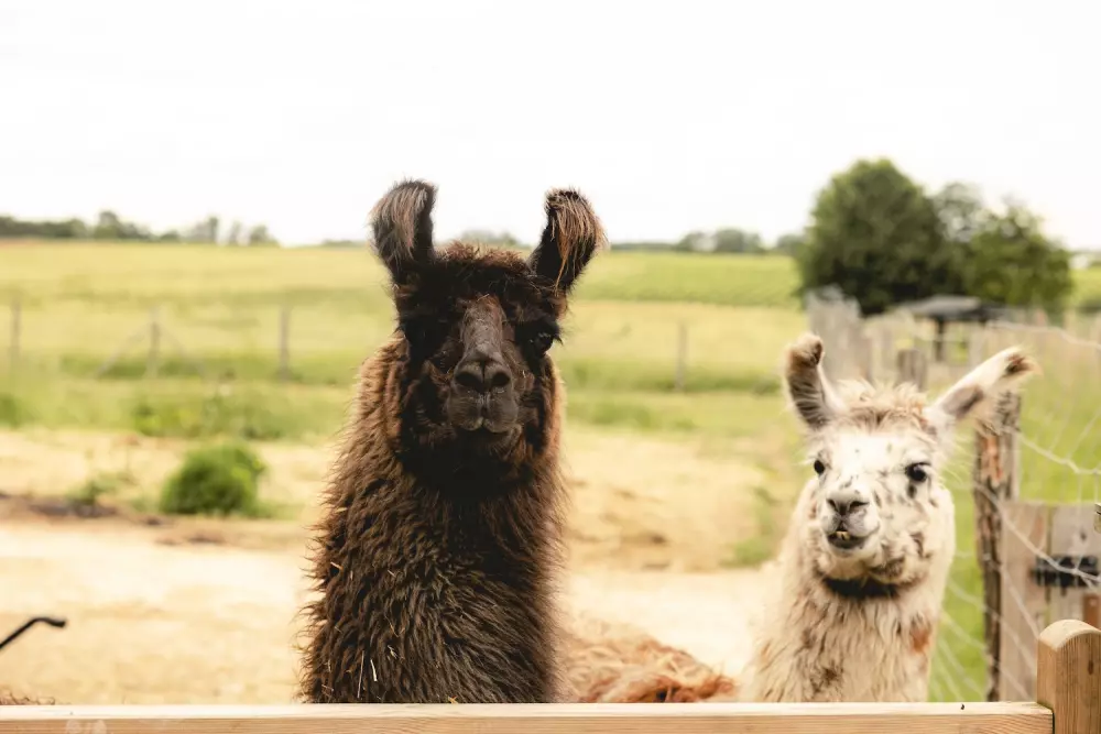 Lama Émoi - Parcel Tiny House