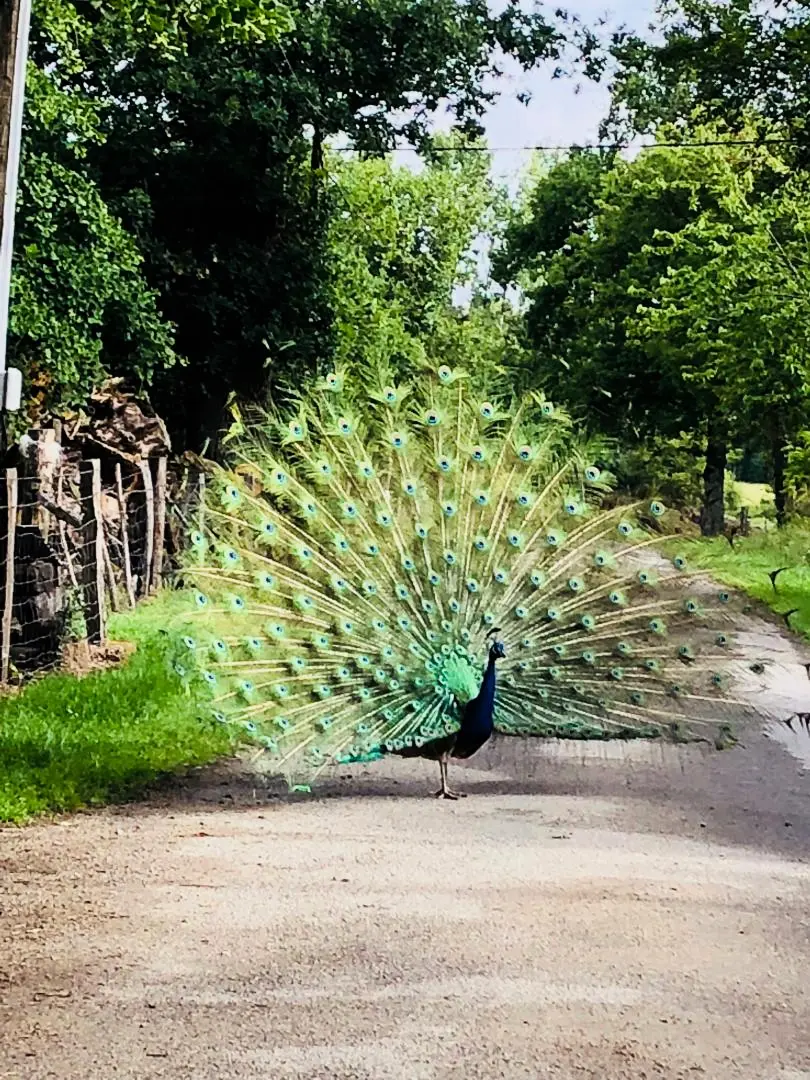 Gîte de France Het Huis van Claire 3 afleveringen