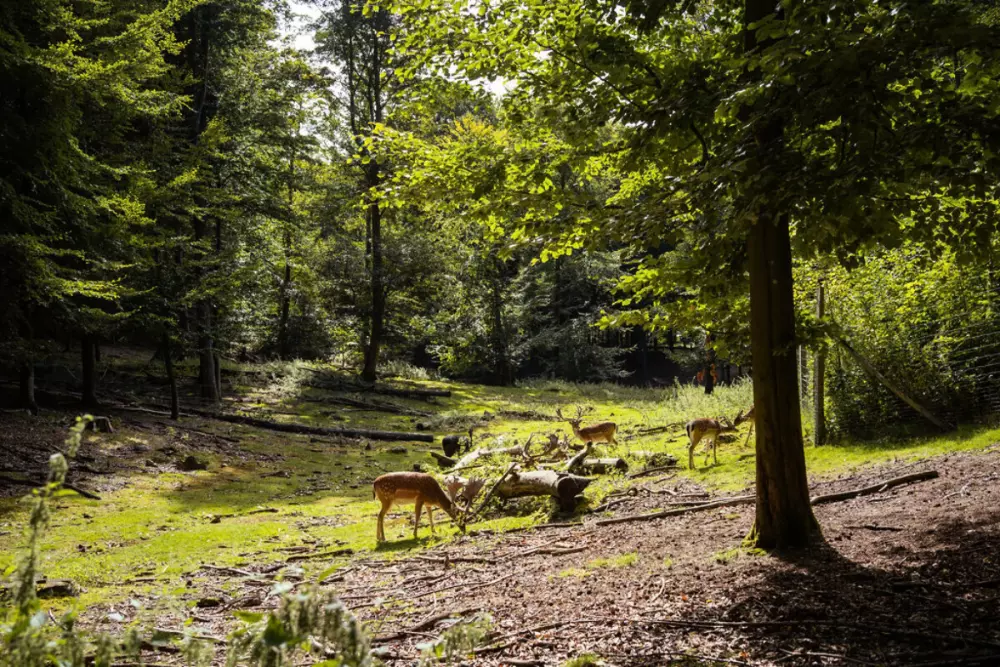 Rosenvold Strand Camping
