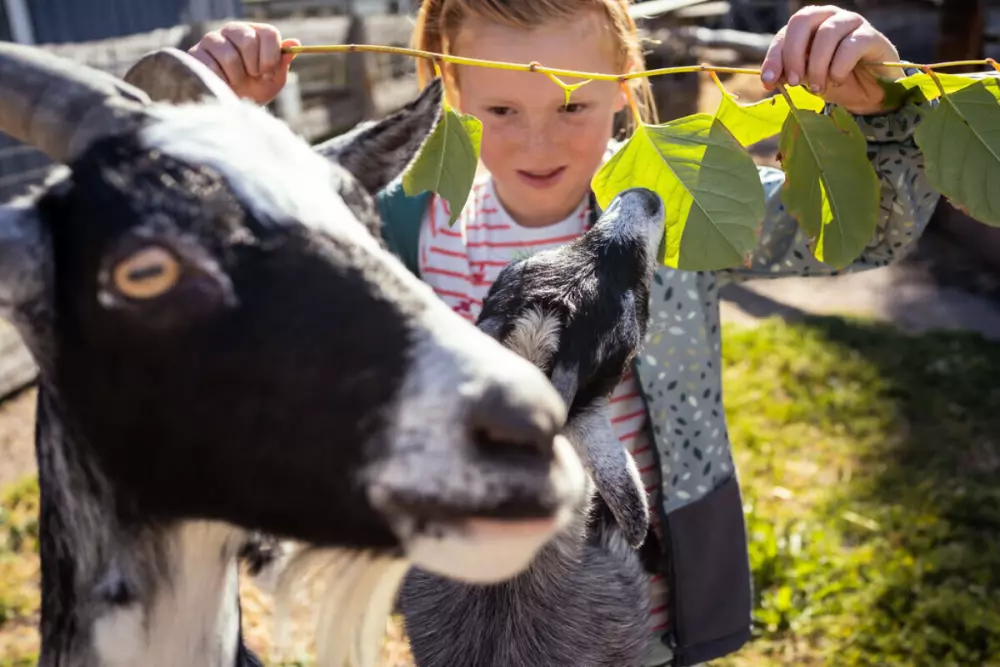 Rosenvold Strand Camping