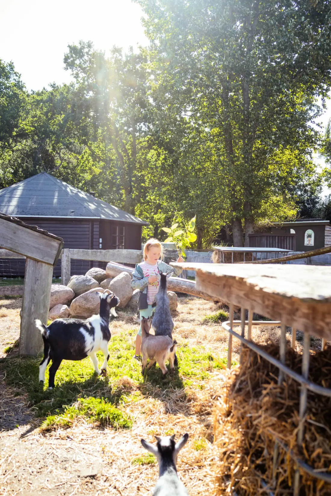 Rosenvold Strand Camping (Vodatent)