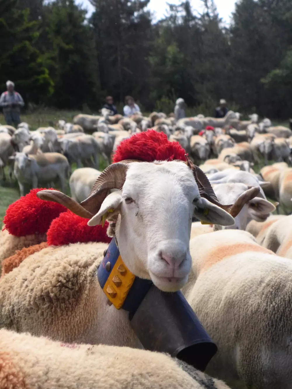 Campingplatz Les Gorges de l'Hérault 3 Sterne★★★