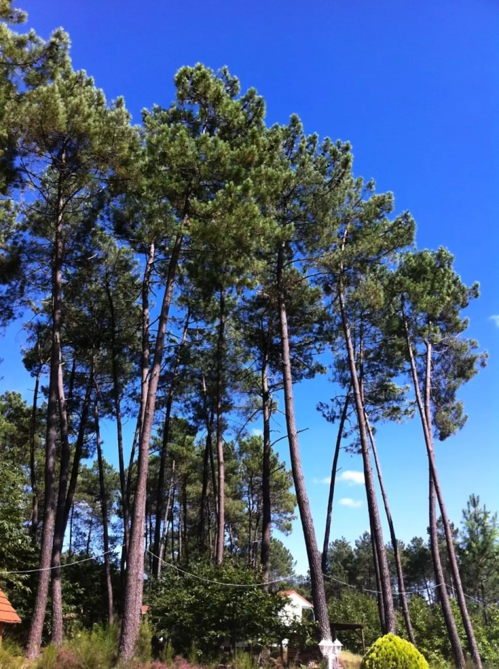 Domaine des Grands Pins 4 Estrellas★★★★