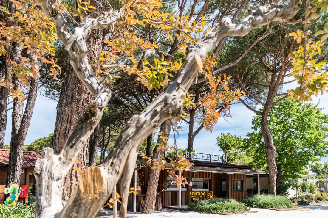 Club del Sole Viareggio Family Collection #