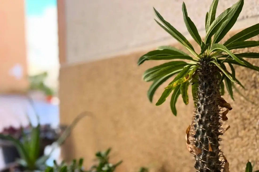 Charming Apartment With Pool 500 M De La Playa Del Cura!