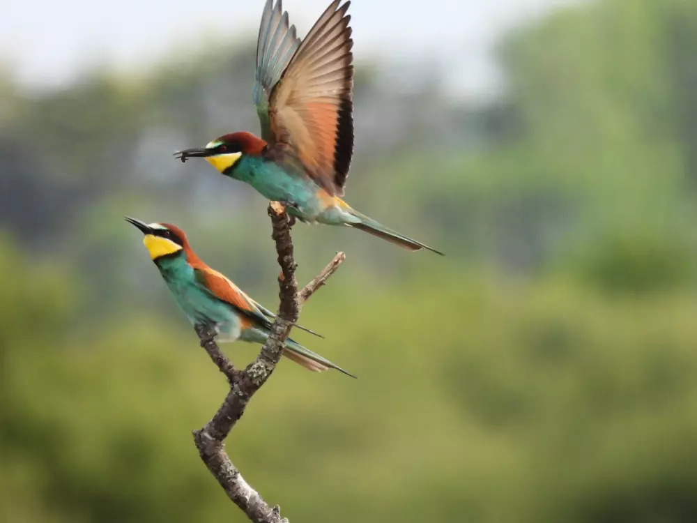 Campingplatz Kerlaz 3 Sterne★★★