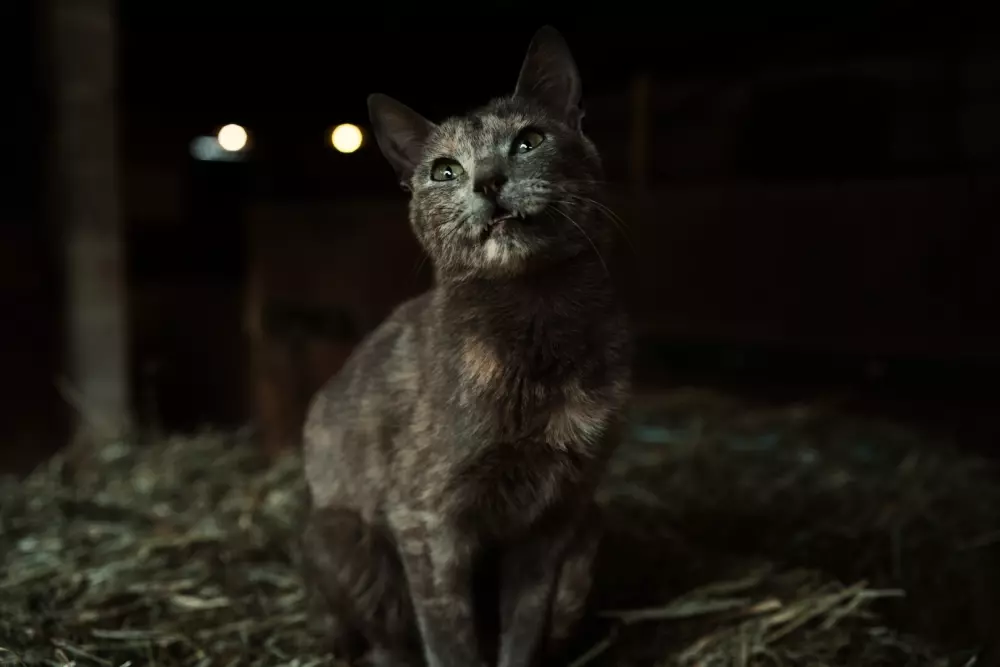 Regagnas - Parcel Tiny House