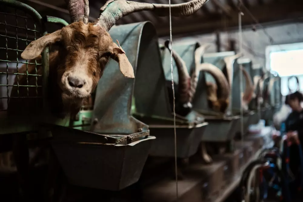 Regagnas - Parcel Tiny House