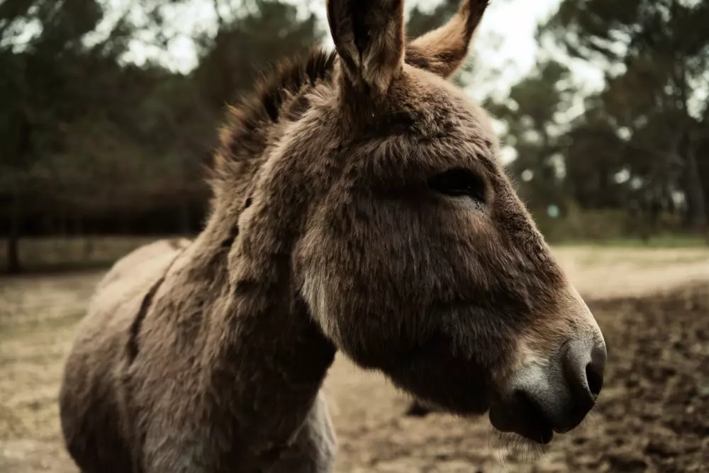 Regagnas - Parcel Tiny House